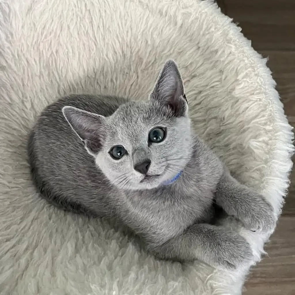Galería Gato Ruso Azul — foto 2 · Animal Pets Medellín