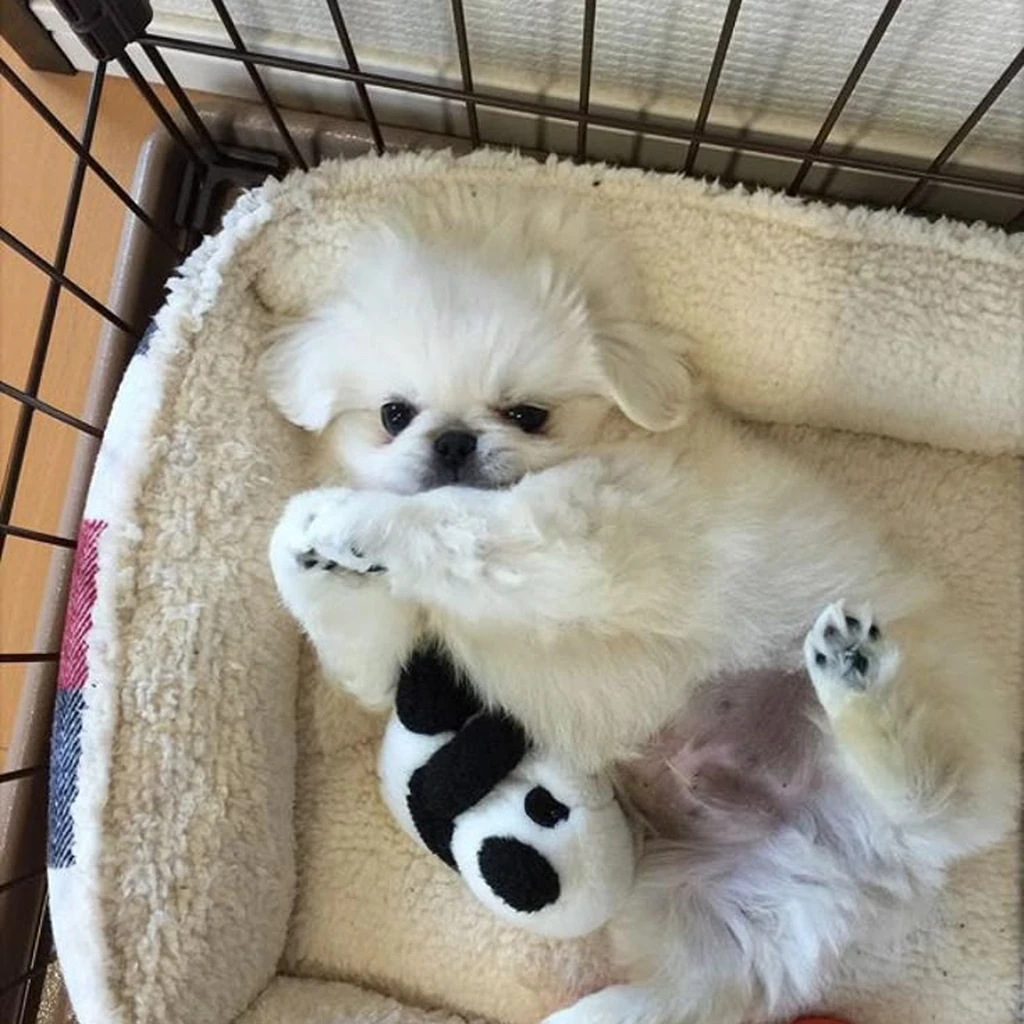 Galería Pekinés — foto 3 · Animal Pets Medellín