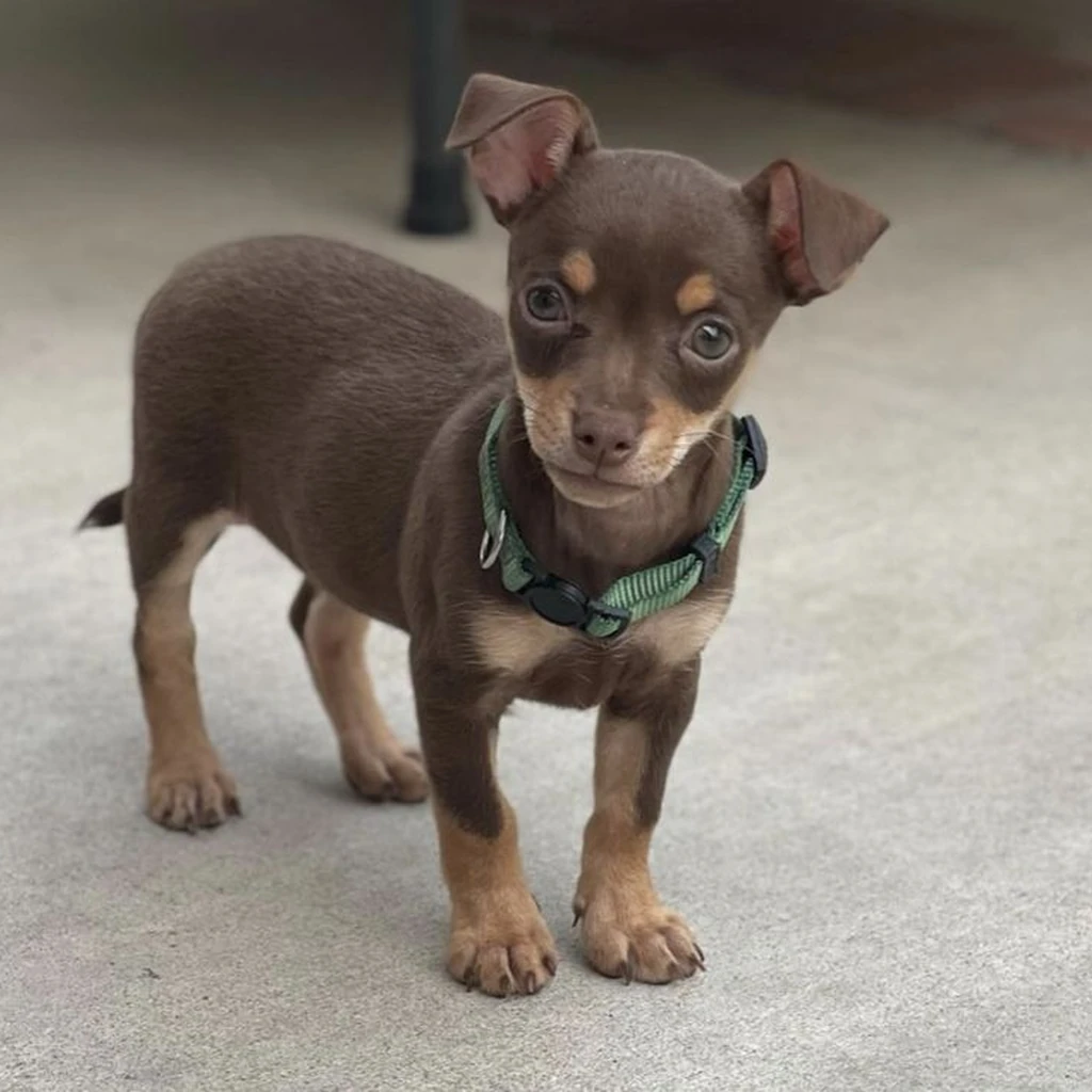 Cachorro Pinscher Miniatura de raza pura disponible en Animal Pets Medellín