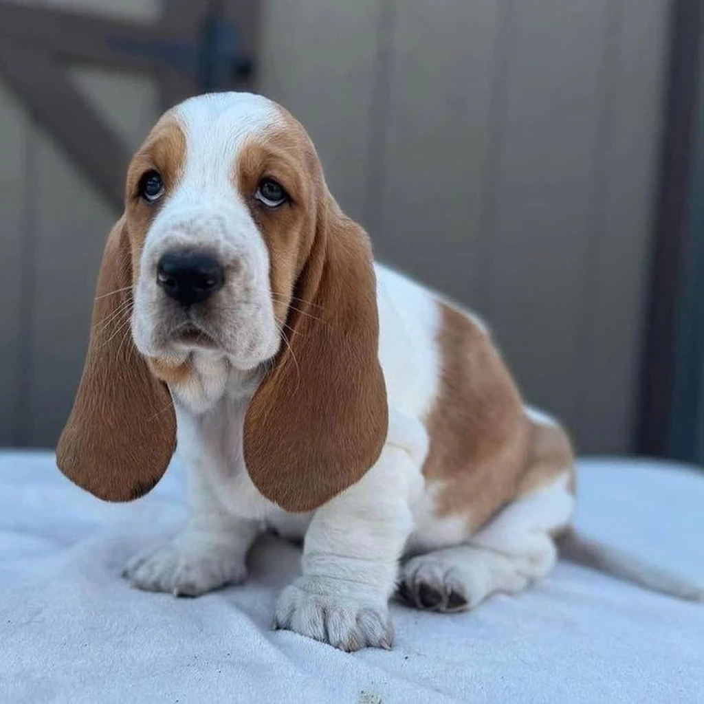 Galería Basset Hound — foto 3 · Animal Pets Medellín