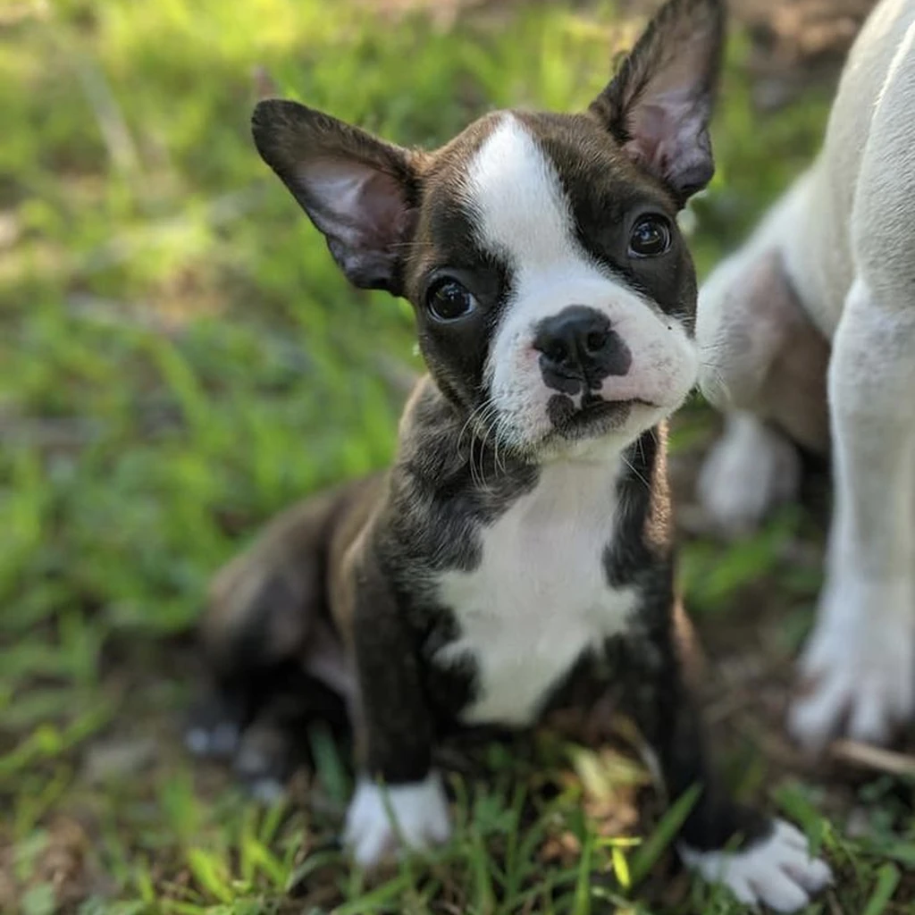 Cachorro Boston Terrier de raza pura disponible en Animal Pets Medellín