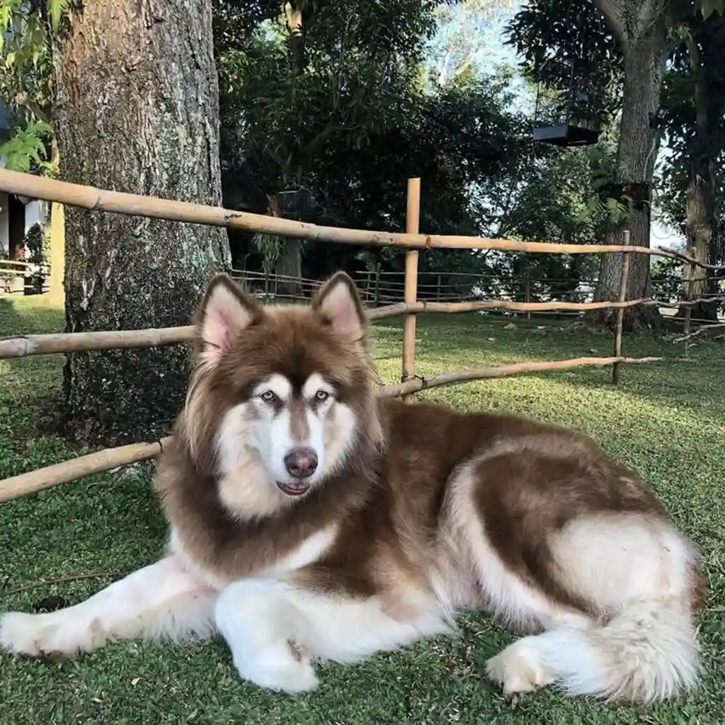 Cachorro Alaskan Malamute de raza pura disponible en Animal Pets Medellín