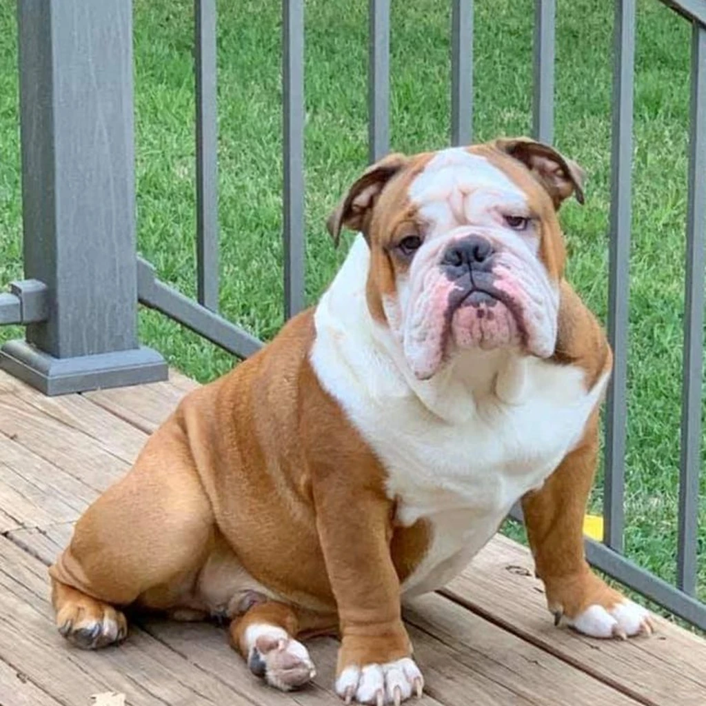 Galería Bulldog Inglés — foto 3 · Animal Pets Medellín