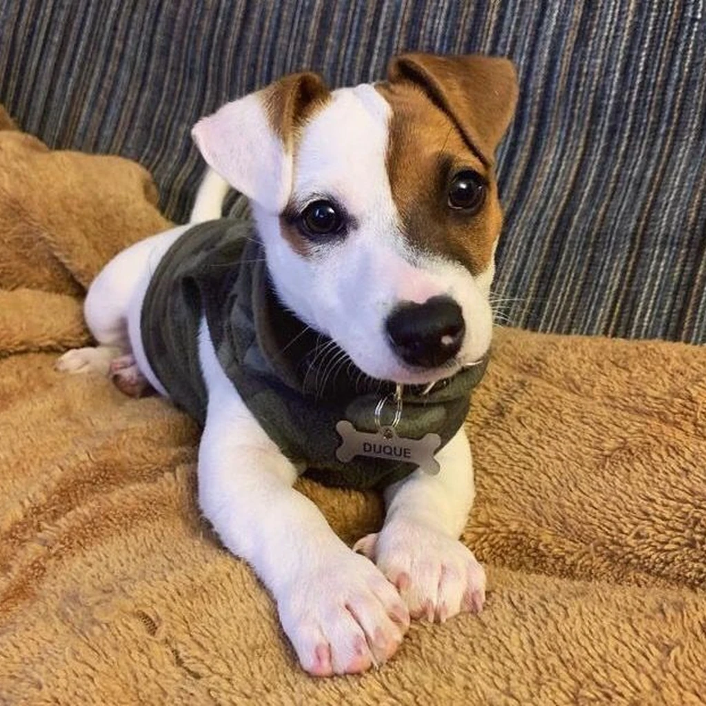 Galería Jack Russell Terrier — foto 2 · Animal Pets Medellín
