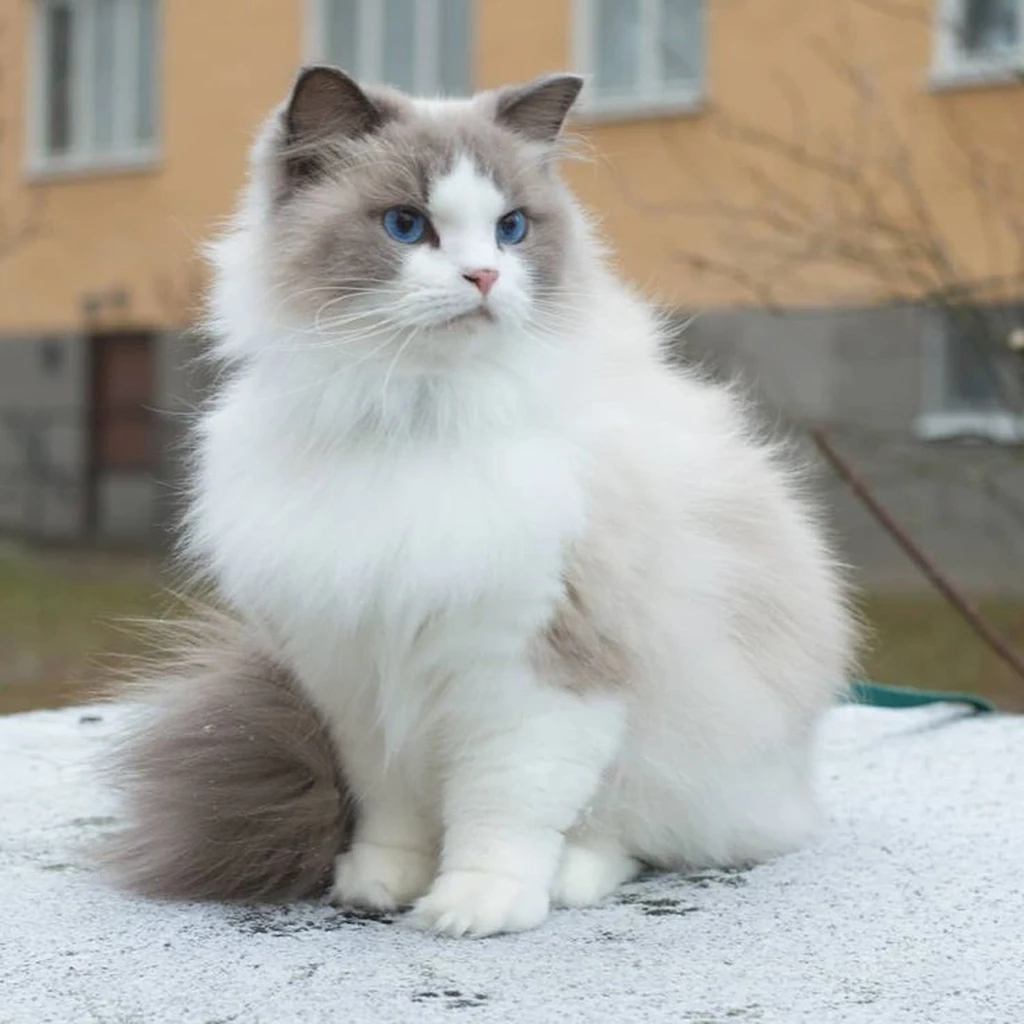 Cachorro Gato Ragdoll de raza pura disponible en Animal Pets Medellín
