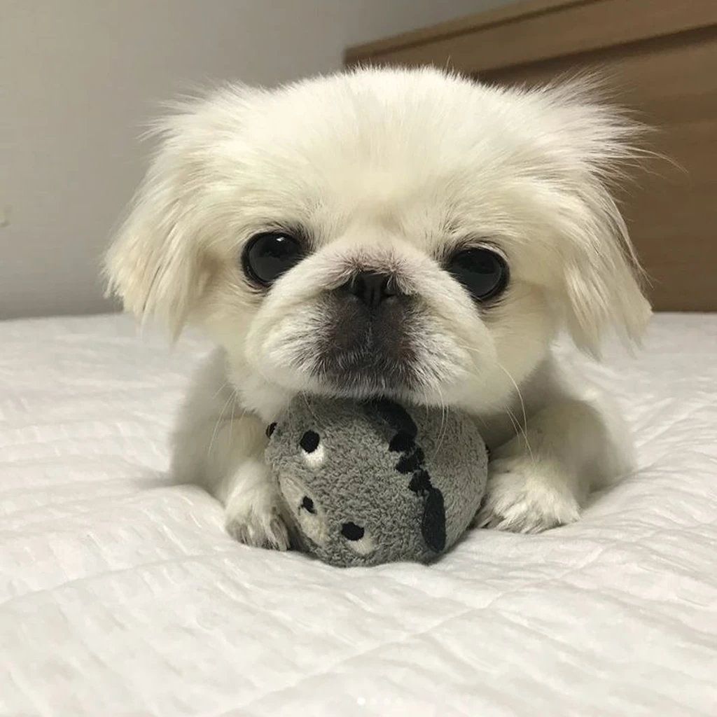 Cachorro Pekinés de raza pura disponible en Animal Pets Medellín