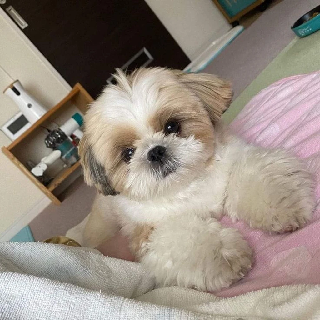 Cachorro Shih Tzu disponible en Animal Pets Medellín