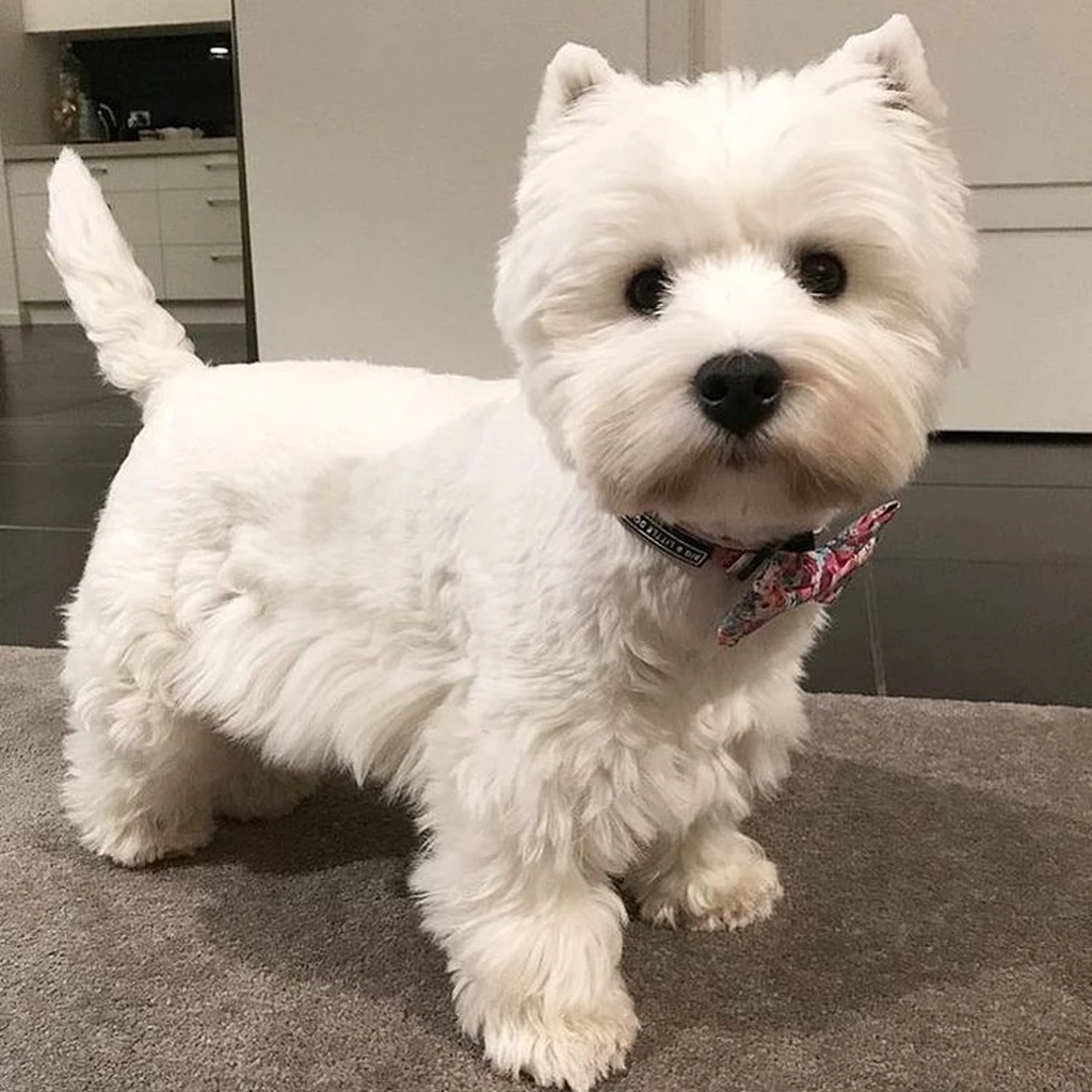 Cachorro West Highland Terrier de raza pura disponible en Animal Pets Medellín