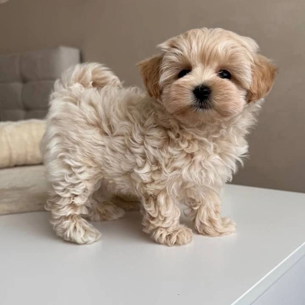 Galería Maltipoo — foto 2 · Animal Pets Medellín