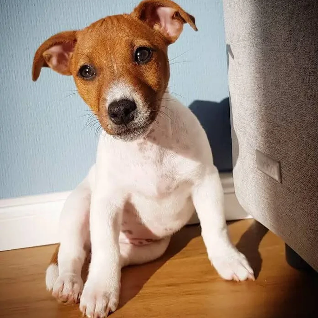 Cachorro Jack Russell Terrier de raza pura disponible en Animal Pets Medellín