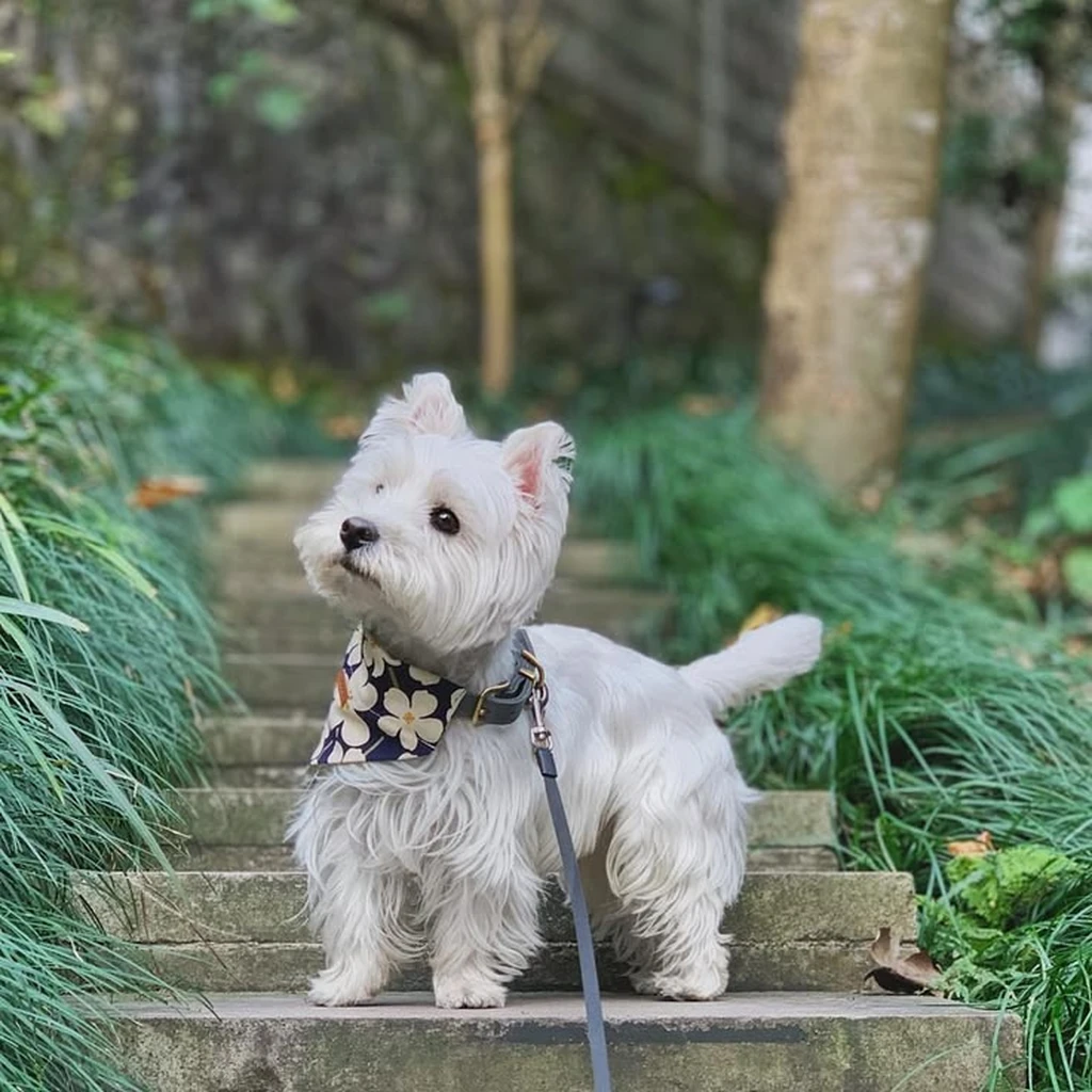 Galería West Highland Terrier — foto 2 · Animal Pets Medellín