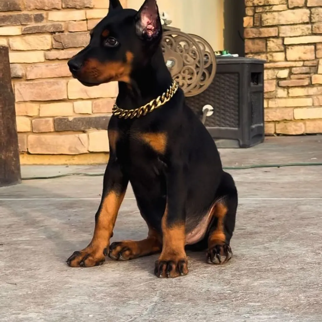 Galería Doberman — foto 3 · Animal Pets Medellín