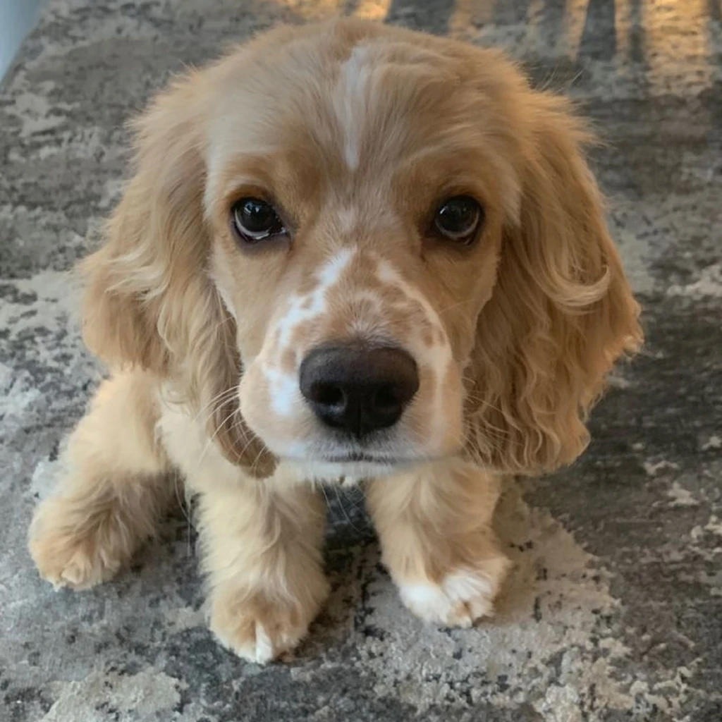 Cachorro Cocker Spaniel de raza pura disponible en Animal Pets Medellín