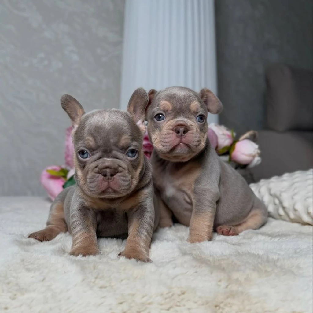 Cachorro Bulldog Francés de raza pura disponible en Animal Pets Medellín