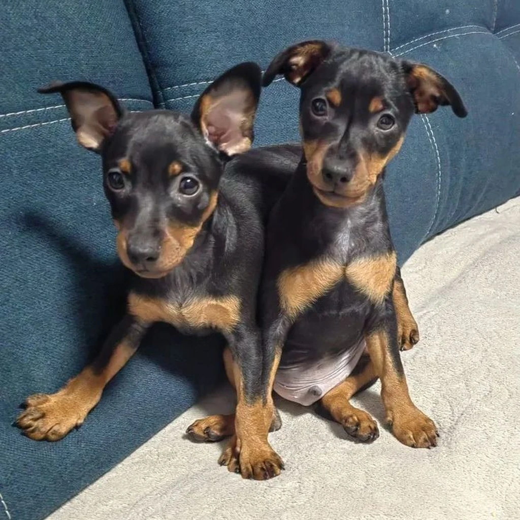 Galería Pinscher Miniatura — foto 2 · Animal Pets Medellín