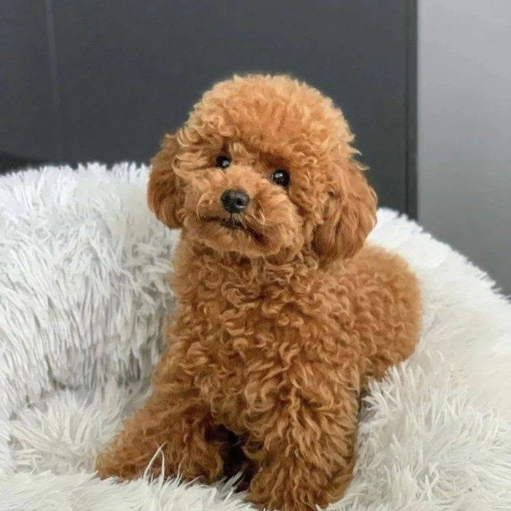 French Poodle (Caniche) — proceso de entrega en Medellín