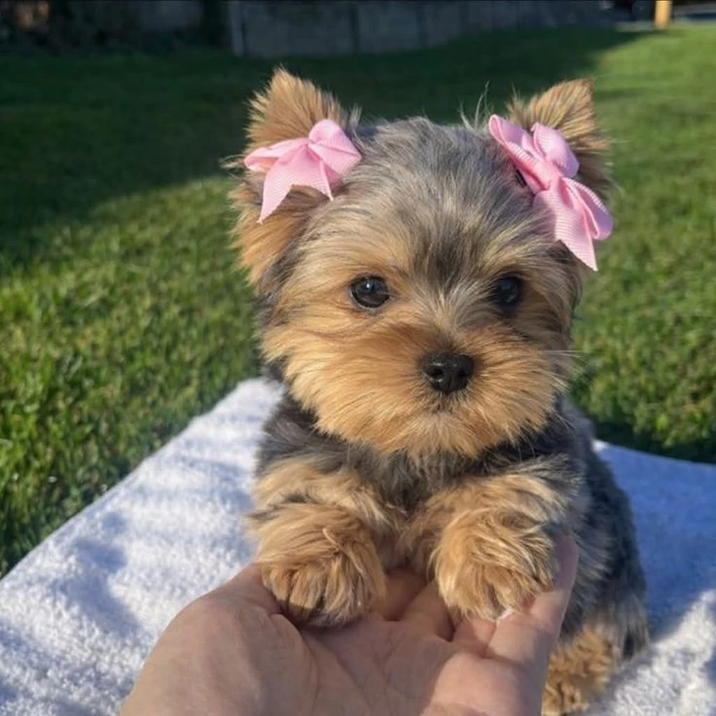 Galería Yorkshire Terrier — foto 3 · Animal Pets Medellín