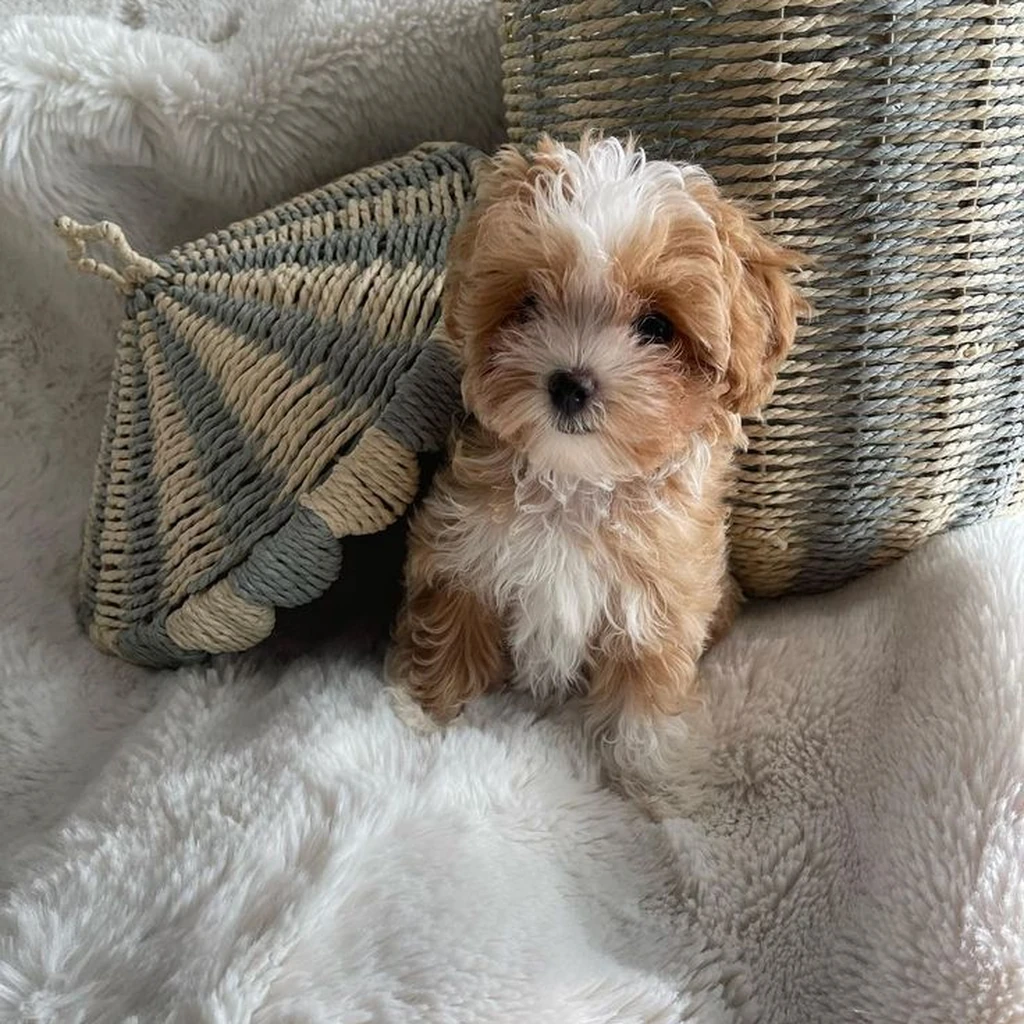Cachorro Maltipoo disponible en Animal Pets Medellín
